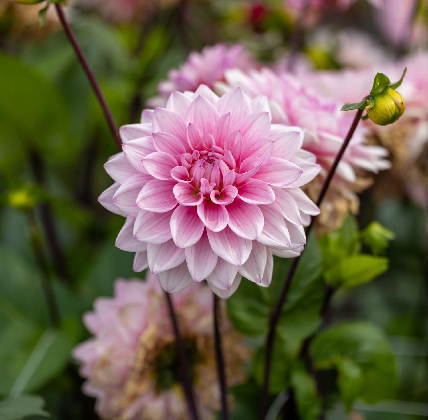Dahlia 'Karma Prospero'